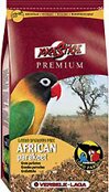 Prestige African Parakeet -   , 1 