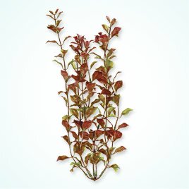 TetraDecoArt Red Ludwigia XXL  , 46