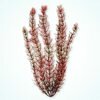 TetraDecoArt Red Foxtail XXL  , 46