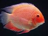  (Cichlasoma severum) ,  , 10-11 