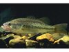   (Micropterus salmoides),  , 13-15 